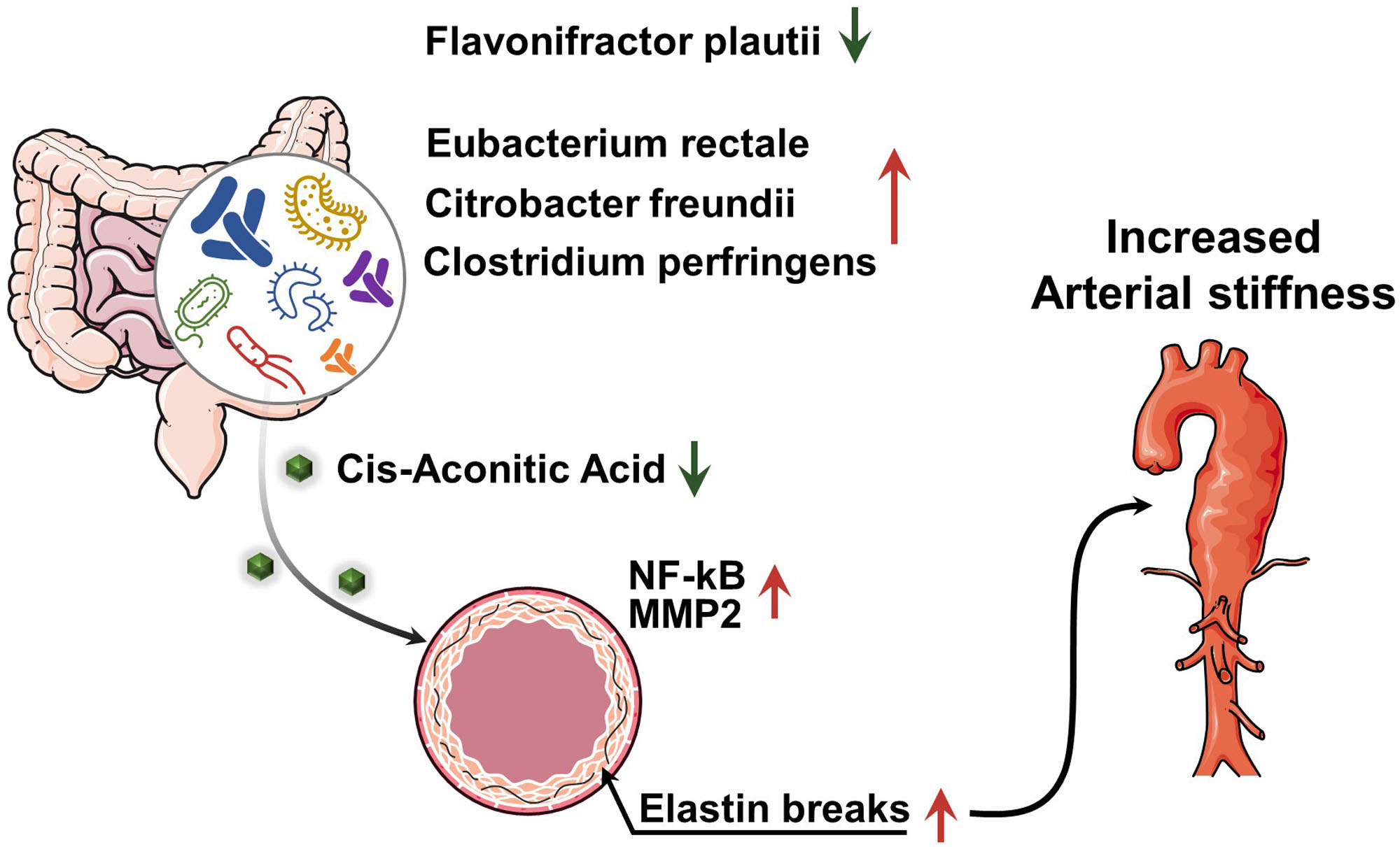 Flavonifractor plautii Protects Against Elevated Arterial Stiffness
