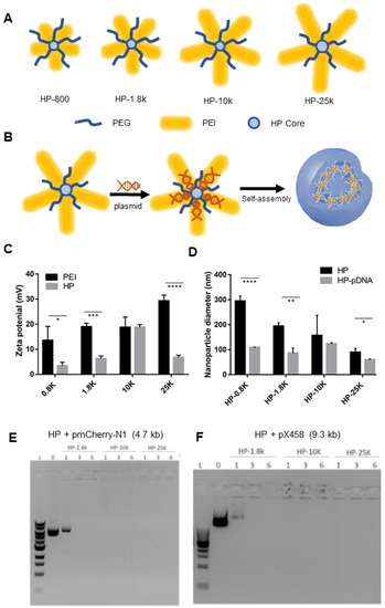 Cells, Vol. 12, Pages 156: Delivery of CRISPR/Cas9 Plasmid DNA by Hyperbranched Polymeric Nanoparticles Enables Efficient Gene Editing