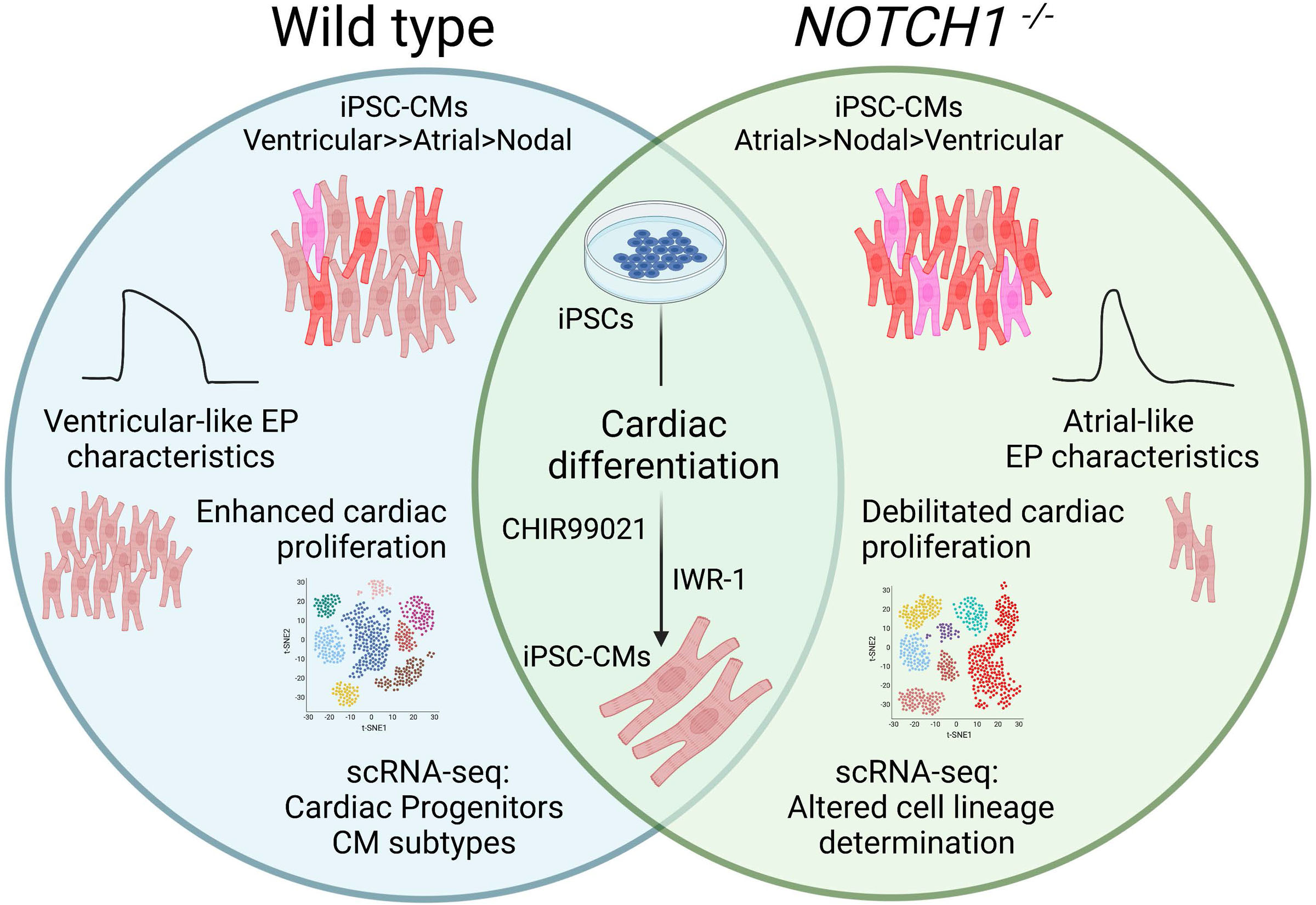 Impaired Human Cardiac Cell Development due to NOTCH1 Deficiency