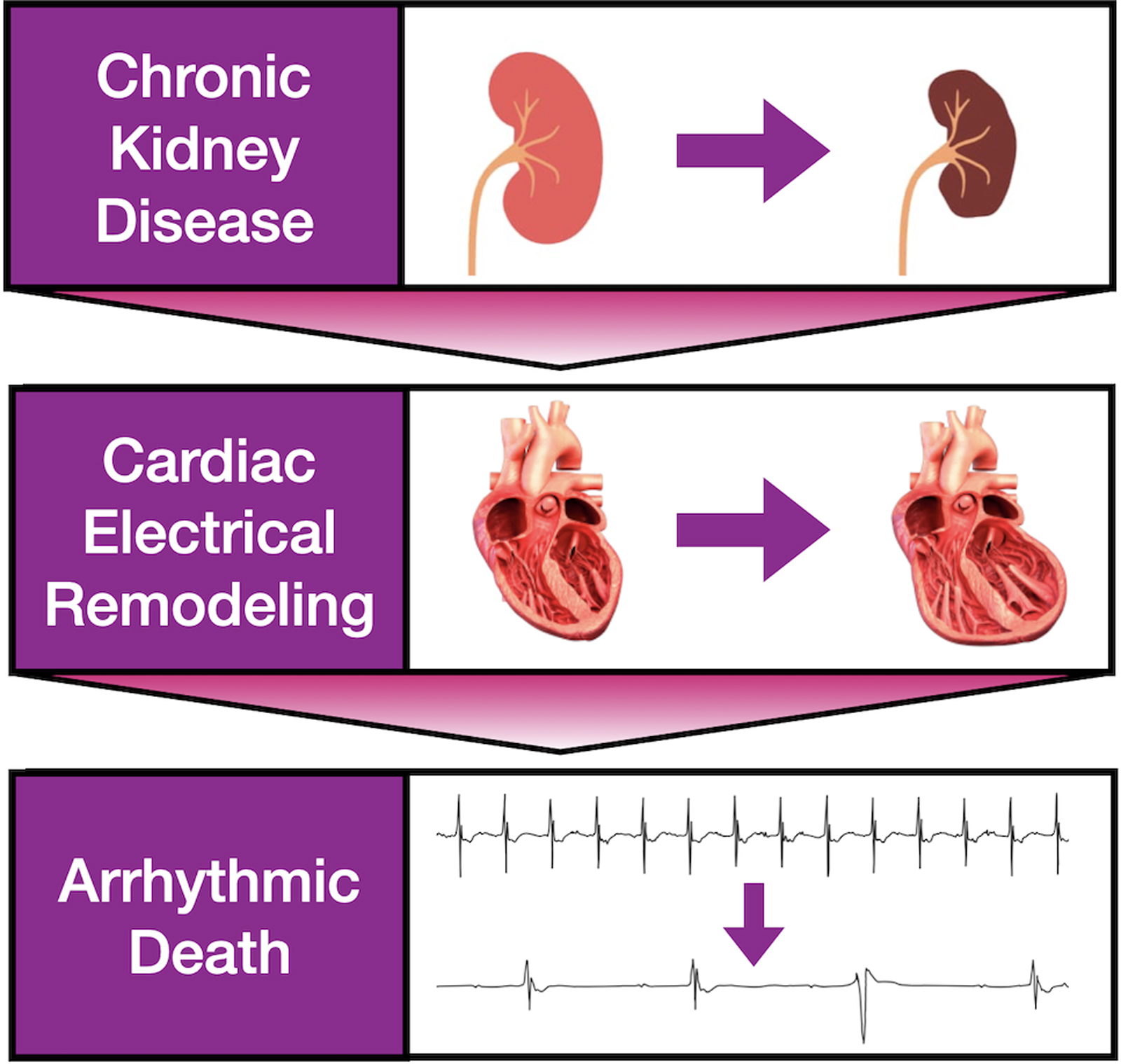 Chronic Kidney Disease Induces Proarrhythmic Remodeling