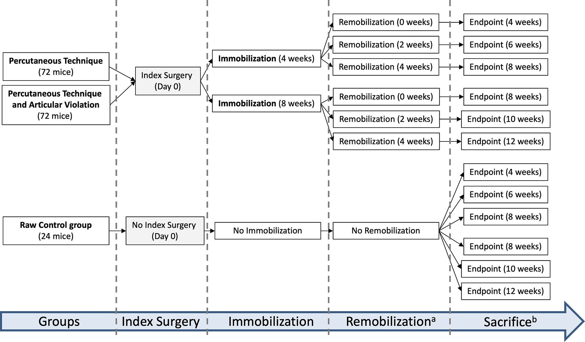 Knee immobilization reproduces key arthrofibrotic phenotypes in mice