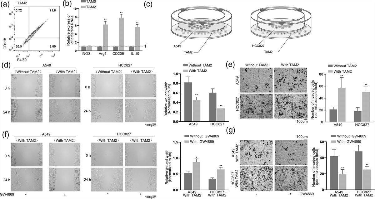M2 macrophage-derived exosomal miR-1911-5p promotes cell migration and invasion in lung adenocarcinoma by down-regulating CELF2-activated ZBTB4 expression
