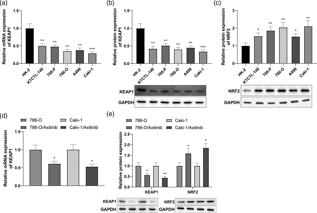 FXR1 facilitates axitinib resistance in clear cell renal cell carcinoma via regulating KEAP1/Nrf2 signaling pathway