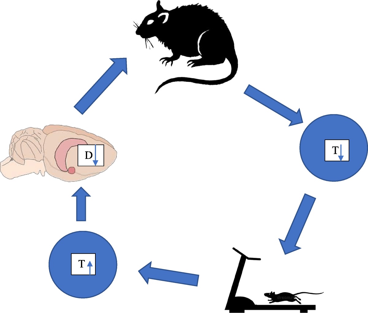 Effects of Exercise on Testosterone and Implications of Drug Abuse: A Review