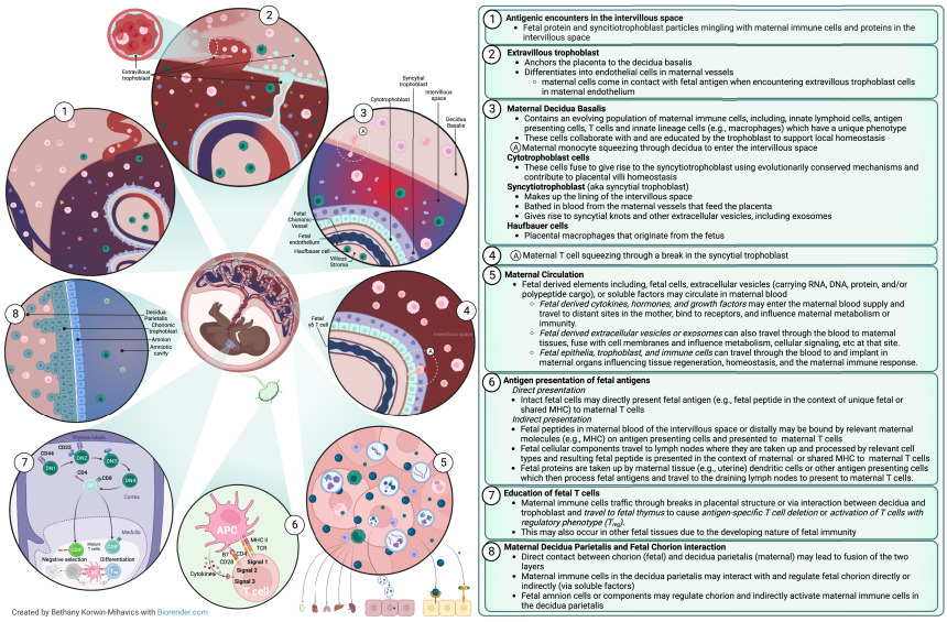A Framework for Understanding Maternal Immunity
