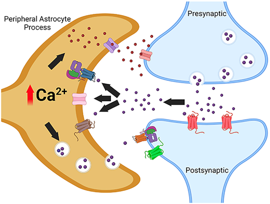 Astrocyte-specific Ca2+ activity: Mechanisms of action, experimental tools, and roles in ethanol-induced dysfunction