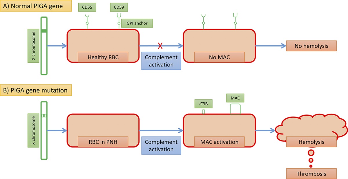 Complement Inhibitors in the Management of Complement-Mediated Hemolytic Uremic Syndrome and Paroxysmal Nocturnal Hemoglobinuria