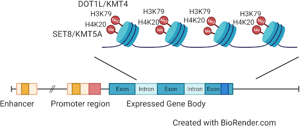 Broad histone H4 monomethylation marks expressed genes involved in translation
