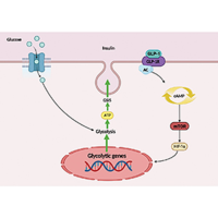 Pharmacogenetics of Glucagon-like-peptide-1 receptor in diabetes management