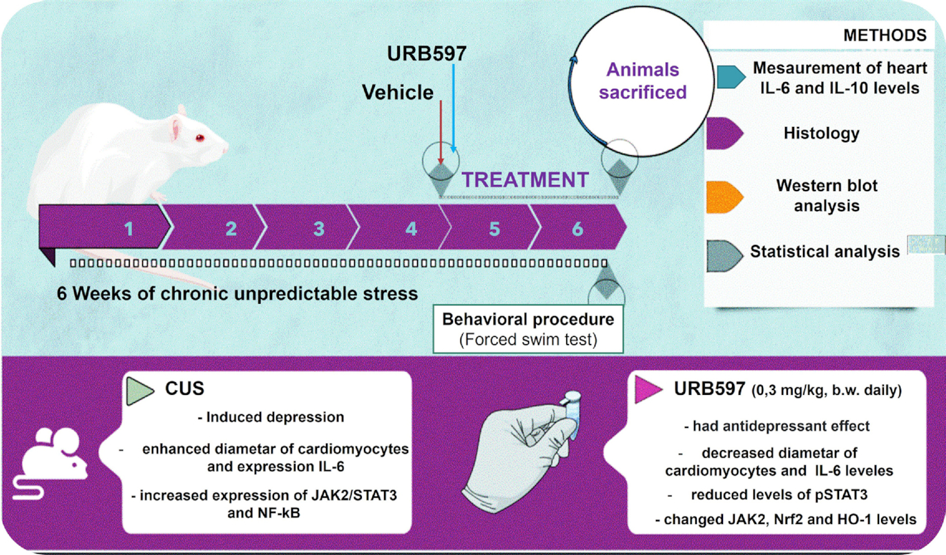 URB597 attenuates stress-induced ventricular structural remodeling by modulating cytokines, NF-κB, and JAK2/STAT3 pathways in female and male rats