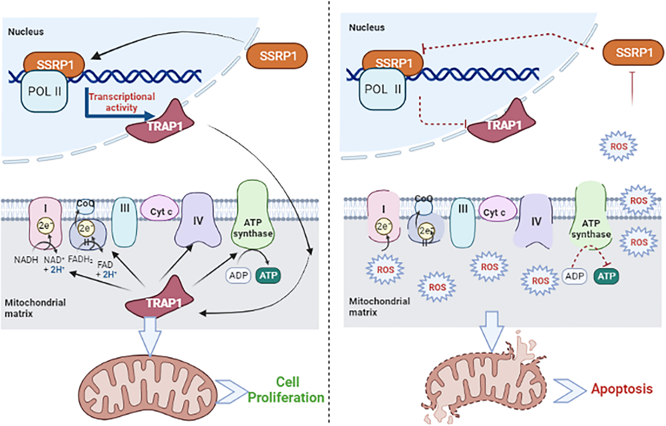 Histone chaperone SSRP1 is required for apoptosis inhibition and mitochondrial function in HCC via transcriptional promotion of TRAP1