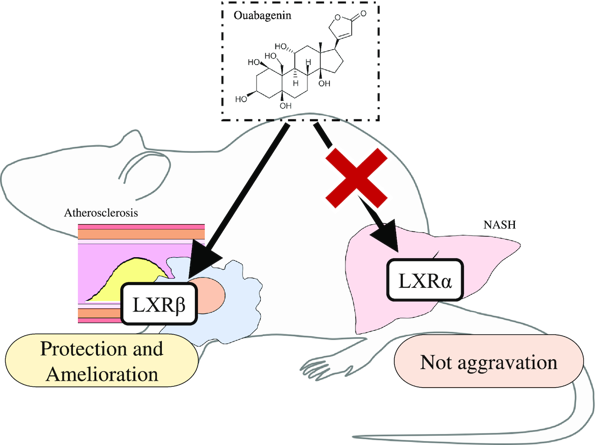 Therapeutic effect of ouabagenin, a novel liver X receptor agonist, on atherosclerosis in nonalcoholic steatohepatitis in SHRSP5/Dmcr rat model
