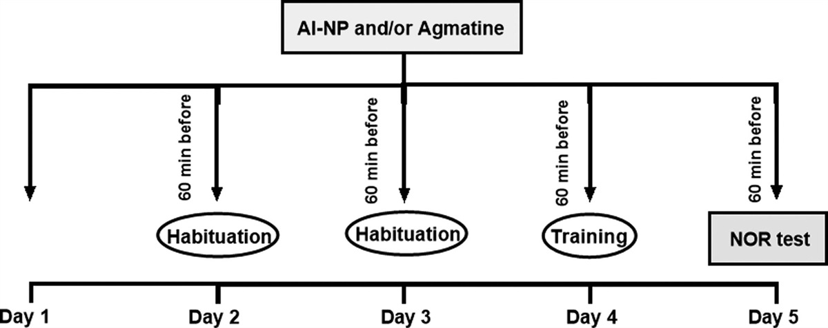 Agmatine prevents the memory impairment and the dysfunction of hippocampal GSK-3β and ERK signaling induced by aluminum nanoparticle in mice