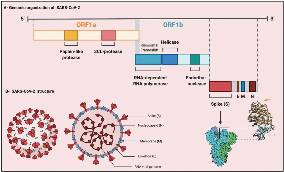 Applications of nanotechnology in the fight against coronavirus disease 2019