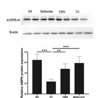 ﻿Formononetin suppresses hyperglycaemia through activation of GLUT4-AMPK pathway