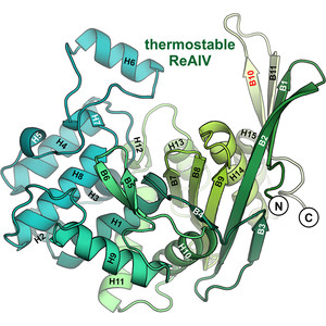 Rhizobium etli has two l-asparaginases with low sequence identity but similar structure and catalytic center
