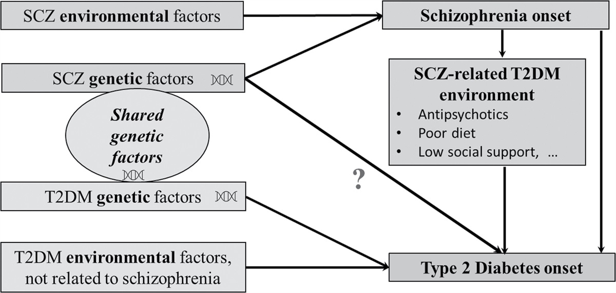 Schizophrenia polygenic risk score and type 2 diabetes onset in older adults with no schizophrenia diagnosis