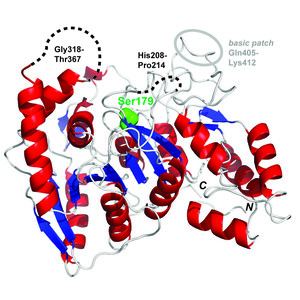 Structural basis of the amidase ClbL central to the biosynthesis of the genotoxin colibactin
