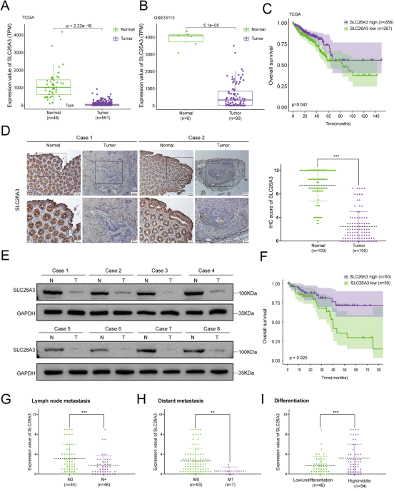 SLC26A3/NHERF2-IκB/NFκB/p65 feedback loop suppresses tumorigenesis and metastasis in colorectal cancer