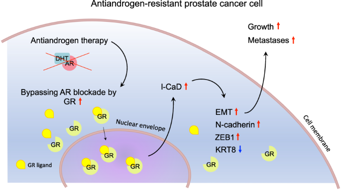 Glucocorticoid receptor-induced non-muscle caldesmon regulates metastasis in castration-resistant prostate cancer