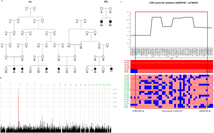 IHH enhancer variant within neighboring NHEJ1 intron causes microphthalmia anophthalmia and coloboma