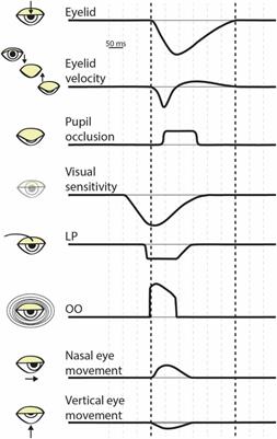 The perceptual consequences and neurophysiology of eye blinks