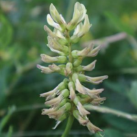 ﻿Astragalus glycyphyllos L.: Phytochemical constituents, pharmacology, and biotechnology