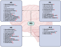 Effects of Red ginseng on neuroinflammation in neurodegenerative diseases