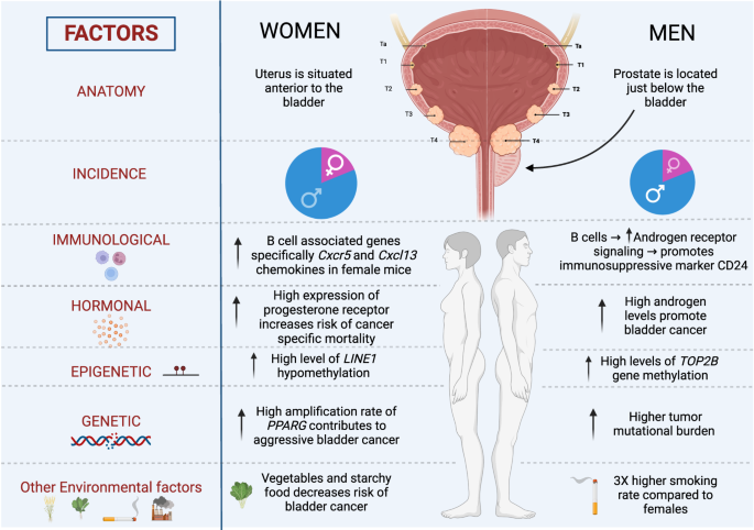 Biological differences underlying sex and gender disparities in bladder cancer: current synopsis and future directions