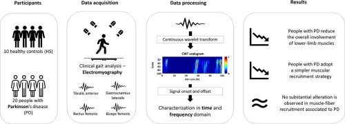 Simplified muscle-recruitment strategy during walking in Parkinson's disease people: a time-frequency analysis of EMG signal