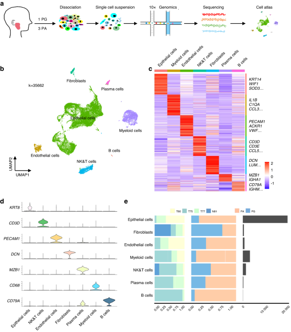 Single-cell transcriptomic analysis uncovers the origin and intratumoral heterogeneity of parotid pleomorphic adenoma