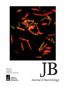 The mef(A)/msr(D)-carrying streptococcal prophage Φ1207.3 encodes an SOS-like system, induced by UV-C light, responsible for increased survival and increased mutation rate