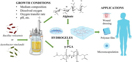 Alginate and γ-polyglutamic acid hydrogels: Microbial production strategies and biomedical applications. A review of recent literature