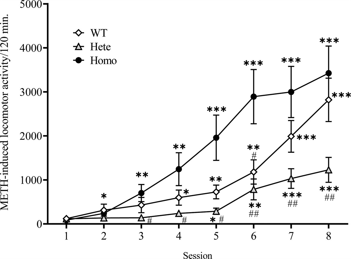 Heterozygous and homozygous gene knockout of the 5-HT1B receptor have different effects on methamphetamine-induced behavioral sensitization