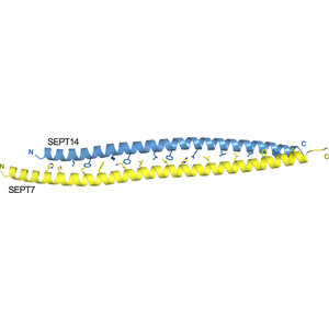 X-ray structure of the metastable SEPT14–SEPT7 coiled coil reveals a hendecad region crucial for heterodimerization