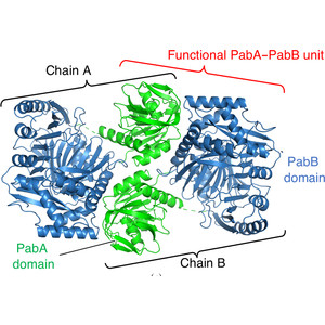 Structural basis for the allosteric pathway of 4-amino-4-deoxychorismate synthase