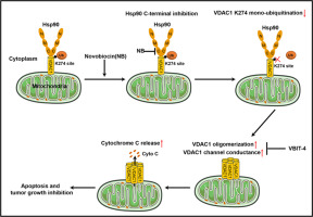 HSP90 C-terminal domain inhibition promotes VDAC1 oligomerization via decreasing K274 mono-ubiquitination in Hepatocellular Carcinoma