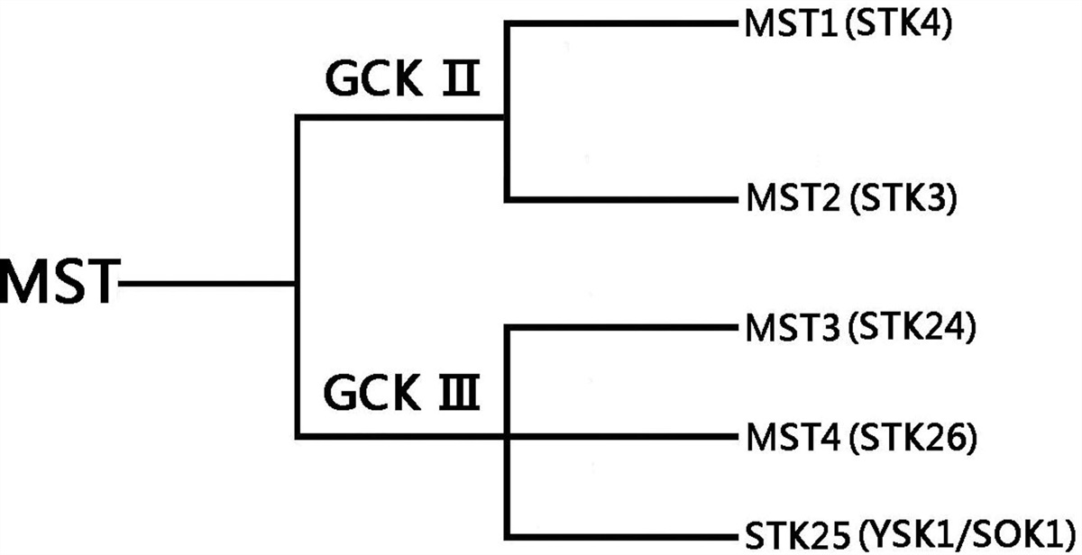 STK25: a viable therapeutic target for cancer treatments?