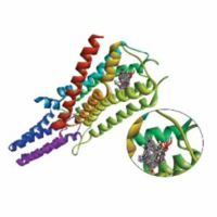 ﻿Molecular docking analysis of ginger (Zingiber officinale) on dopamine compare to bupropion as smoking cessation