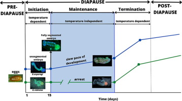 Two distinct aphid diapause strategies: slow development or development arrest