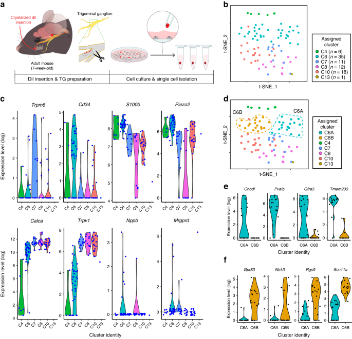 Transcriptional profiling of dental sensory and proprioceptive trigeminal neurons using single-cell RNA sequencing