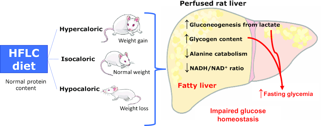 Effects of a high-fat low-carbohydrate diet under different energy conditions on glucose homeostasis and fatty liver development in rats and on gluconeogenesis in the isolated perfused liver