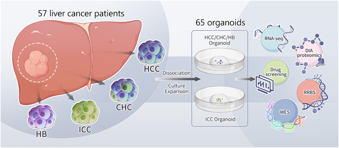 LICOB: a powerful organoid platform for drug discovery