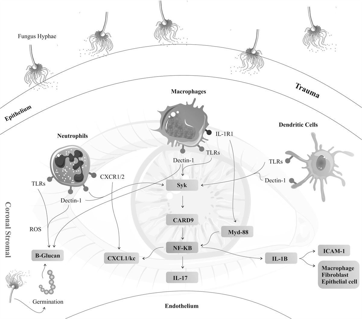 The role of the therapeutic potential of noncoding RNAs in fungal keratitis. A studies review