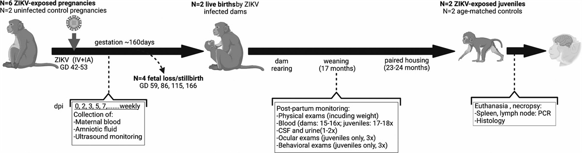 Prenatal Zika virus exposure is associated with lateral geniculate nucleus abnormalities in juvenile rhesus macaques