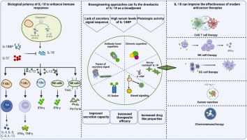 Bioengineering strategies to enhance the interleukin-18 bioactivity in the modern toolbox of cancer immunotherapy