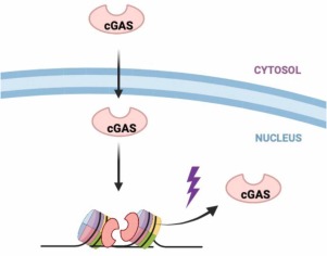 The Odyssey of cGAS: from Cytosol to Nucleus