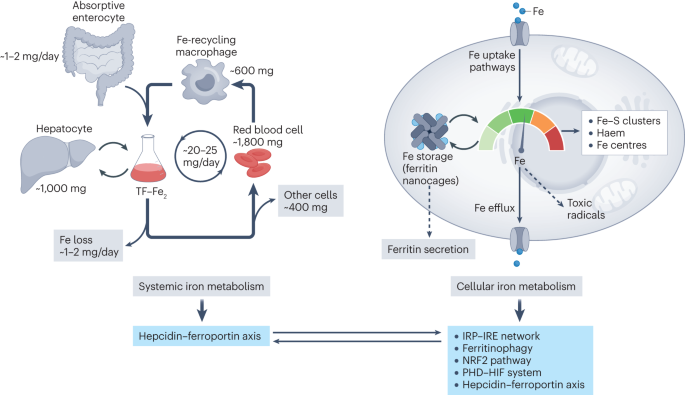 Mechanisms controlling cellular and systemic iron homeostasis