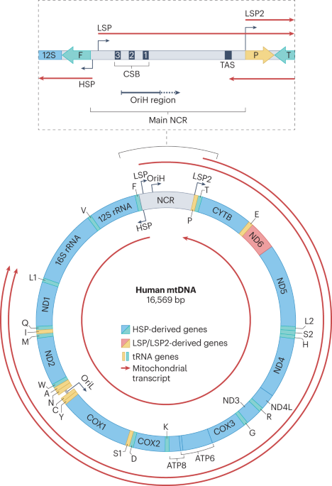 Mechanisms and regulation of human mitochondrial transcription