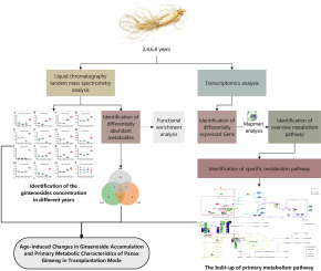 Age-induced Changes in Ginsenoside Accumulation and Primary Metabolic Characteristics of Panax Ginseng in Transplantation Mode